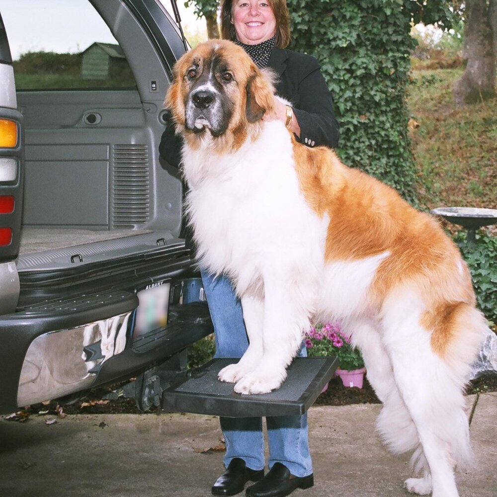 OTTO STEP PORTABLE Travel Step for Dogs - Picture 6 of 7